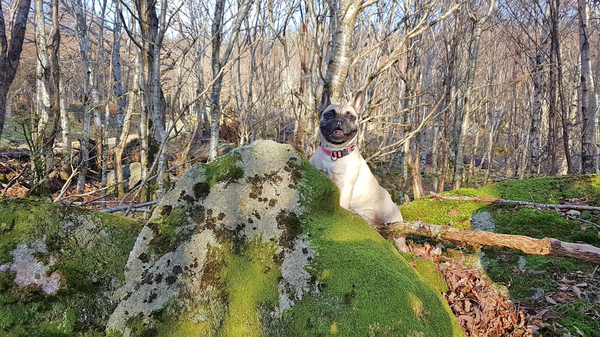 BullyMiaTJ's tweet photo. Wishing our cheeky monkey Miss Mia Mischief a very Happy 4th Birthday. We love you Mrs Pudgeons @ThePudgeMM #birthdaygirl #frenchie #love https://t.co/YfuMTEKo0M