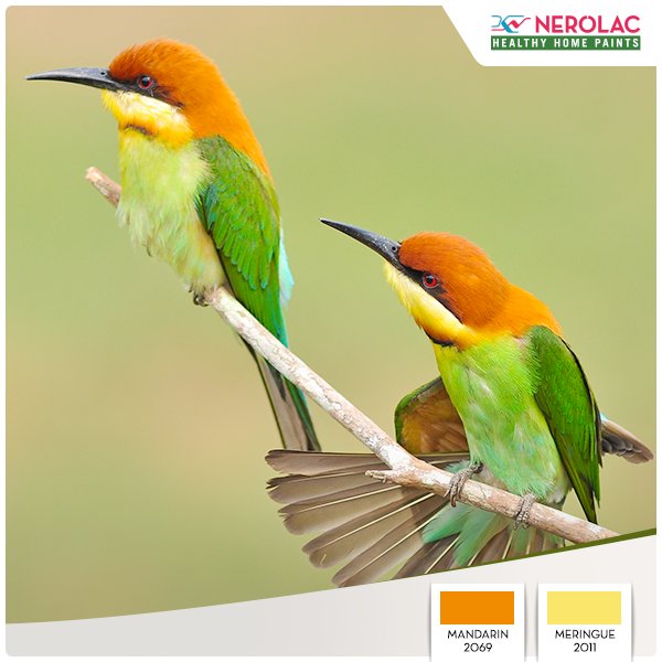 Nerolac_Paints's tweet photo. A brilliant pair of bee-eaters strike a pretty pose. We love taking #Colourspiration cues from nature! https://t.co/GTXPEP2eX8