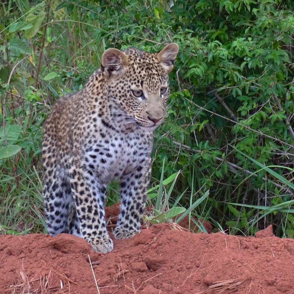 KWSKenya's tweet photo. An adorable Leopard at Shimba Hills N. Park &amp; Reserve
Image:Juliet &amp; William https://t.co/PhColNscIT