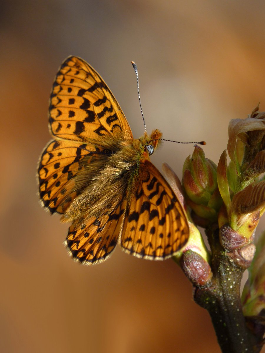 Butterfly Conservation 🦋 tweet media