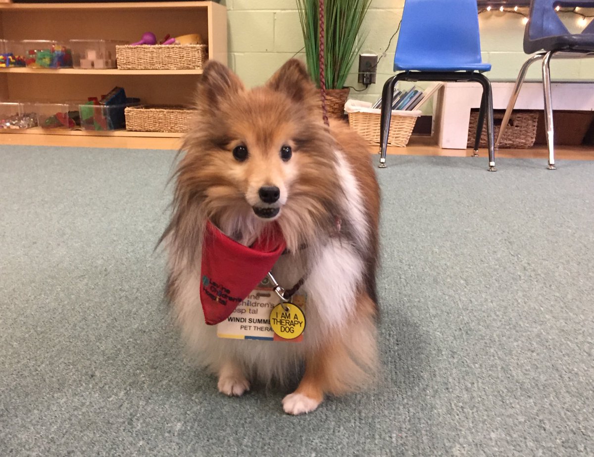 pdgivesback's tweet photo. Wendy the therapy dog stopped by our TK classrooms today to say hello. Special thanks to @LevineChildrens for your partnership. #discovery https://t.co/2ahZqweTy9