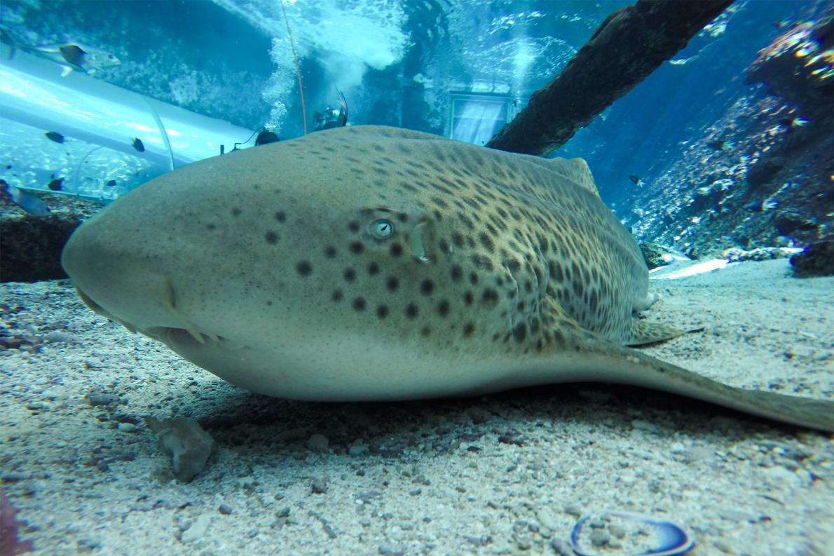 Not having been around males for 3 years, this shark surprises scientists with its "virgin birth:" on.natgeo.com/2iJjuv2