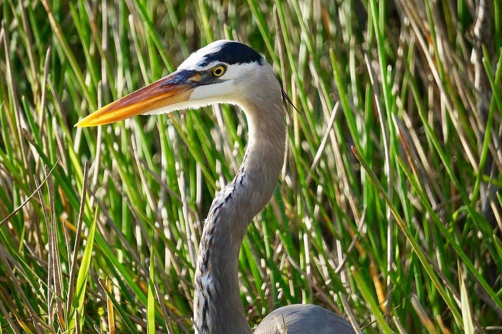 alexistriana's tweet photo. Love how the light was shining on the beak of this Great Blue Heron. #greatblueheron #blueheron #everglades #evergl… https://t.co/76F6lSIwvg
