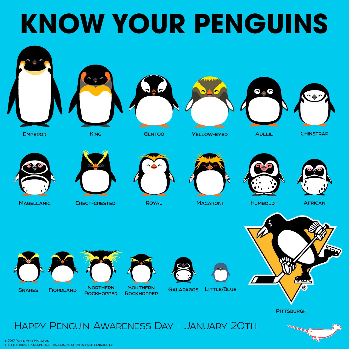penguins's tweet photo. Happy #PenguinAwarenessDay to the best Penguins fans we know!

📷 cred: @PepomintNarwhal https://t.co/c8c1XWEkKE