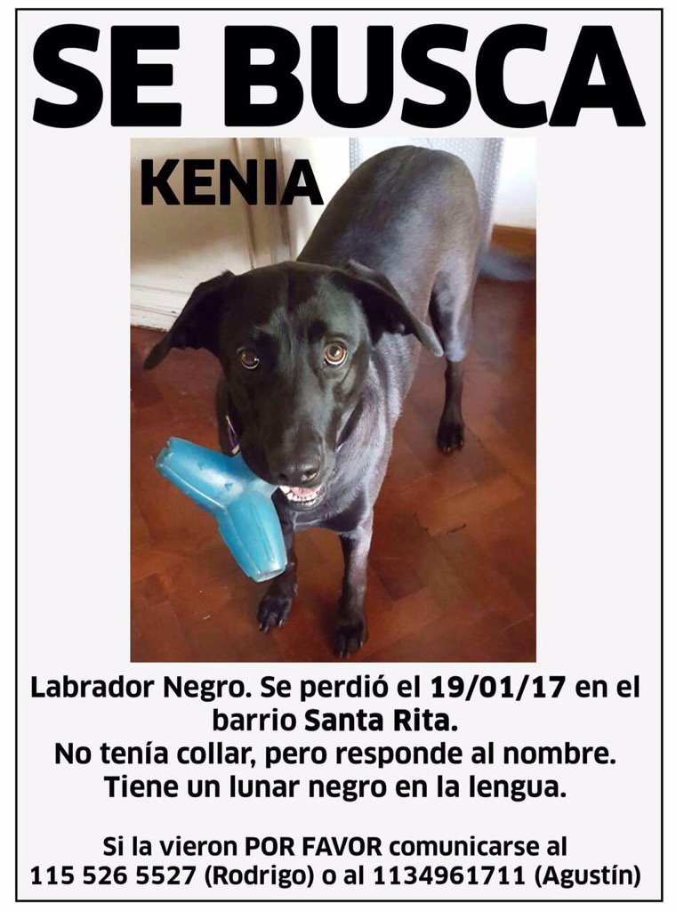 julietacam's tweet photo. Por favor si la viste avisanos! 🐶 por favor RT !! https://t.co/w4dks2y5nT