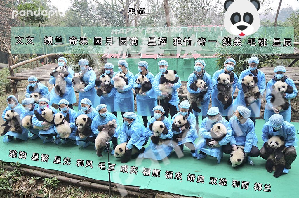 carla_omh's tweet photo. 🐼🐼🐼🤗 https://t.co/mR8oqvITnr
