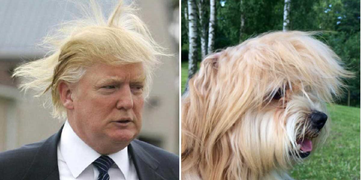 roverdotcom_fr's tweet photo. 17 chiens qui n'ont même pas conscience que Trump est Président : https://t.co/AfHAAdmUlw 😂 #TrumpPresidence #dogbuddy #chien https://t.co/6cIEiGyOX3