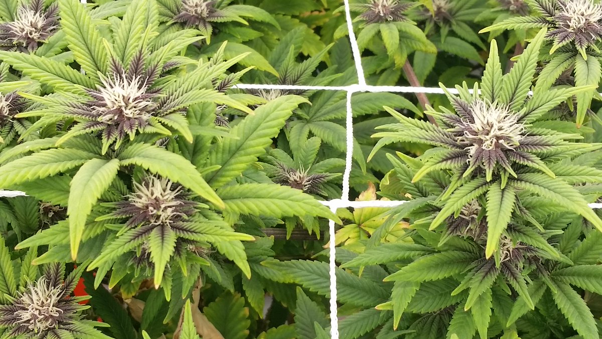 Deejay_Litmus's tweet photo. Hollywood Kush
#annarbor #mmmp #milegalize #cannabis #marijuana #medicalmitten #Detroit #culturedsolutions #rdwc #kush #FluenceBioEng https://t.co/ei72sln3dy