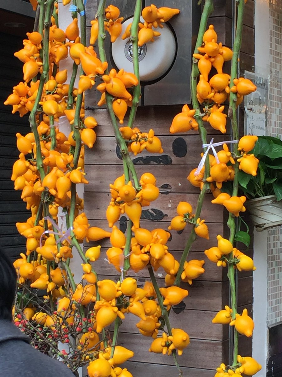 Botany Curator On Twitter Fruit Poisonous South American Botany Curator On Twitter Fruit Poisonous South American Plant In The Potato Family Imported To Hong Kong Build Chinese Newyear Tree Oddplants
