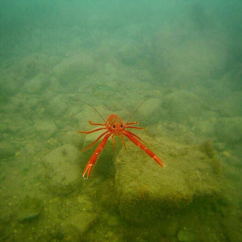 CIMI_Science's tweet photo. π΅But it wasn't a rock... it was a squat #lobster! #Pleuroncodes planipes, also called #TunaCrabs or #pelagic crabs,β¦ https://t.co/jrCTolAD6d