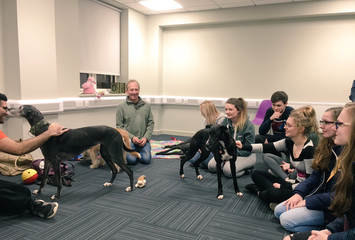 t_francesca_'s tweet photo. A few from when I did a shift the other night at #studyaid17 @WelshGreyhounds @SwanseaUnion @swanseaSUevents @SwanseaUni @SwanseaPsych https://t.co/QwrDHnqVSz
