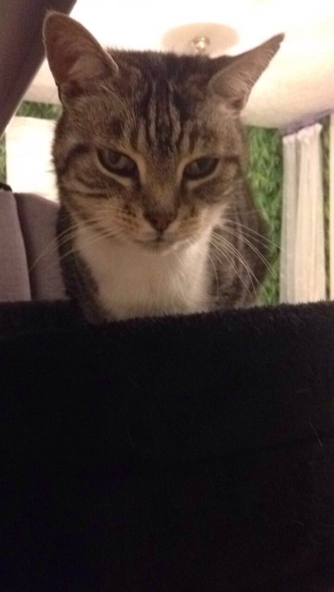Legroschat5's tweet photo. When someone says "Damn it he is sexy" and you come like 

"You talking about me aren't you ?"😏😎😼 #jellybellyfriday #CatsOfTwitter #cats https://t.co/4oFtAEa5cU
