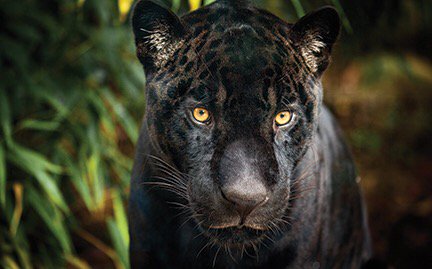 SouthwindEDU's tweet photo. ........That's correct because this is #OURHOUSE we buying all tickets and locking them out #roarjags #weeatchicken https://t.co/mcXMzXdQbg