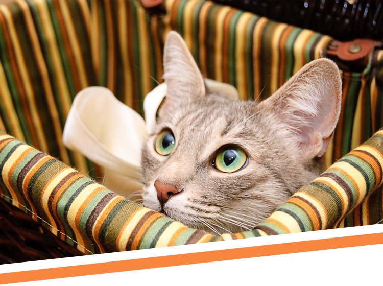 50+ of our absolute FAVORITE moving resources for your upcoming move! bit.ly/2jz4CPc