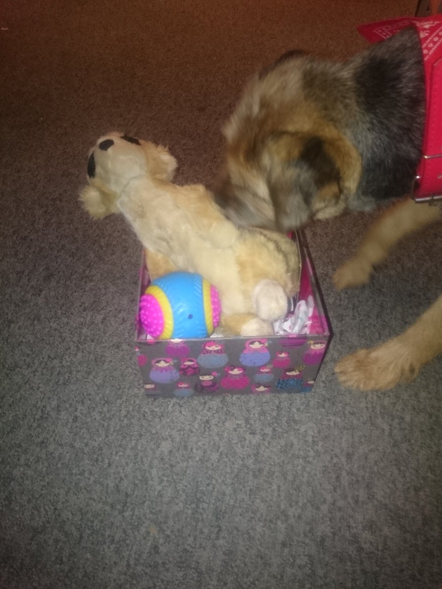 cbrowning_lph's tweet photo. Muttley @villa_hp being spoilt by one of my lovely team #earlybirthdaypresents #happydog https://t.co/FALVEpEaIQ