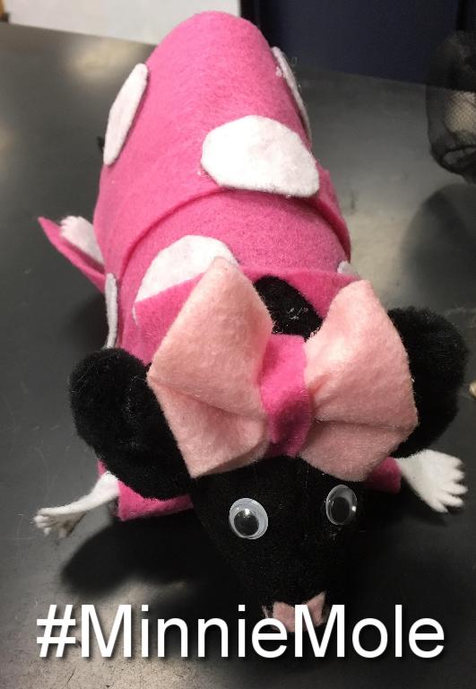 CoachMorrisCV's tweet photo. Voting is now open for the #MoleDay2017 #FinalNine ! RT or Mention with your mole's hashtag with #cvisdlearns . Voting will close Tuesday! https://t.co/V9nIJHPH42