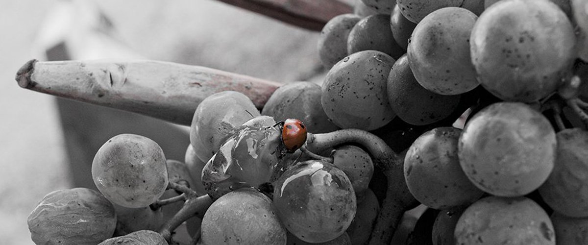 #vino #biologico: scopri la selezione di callmewine

callmewine.com/it/vino/biolog…