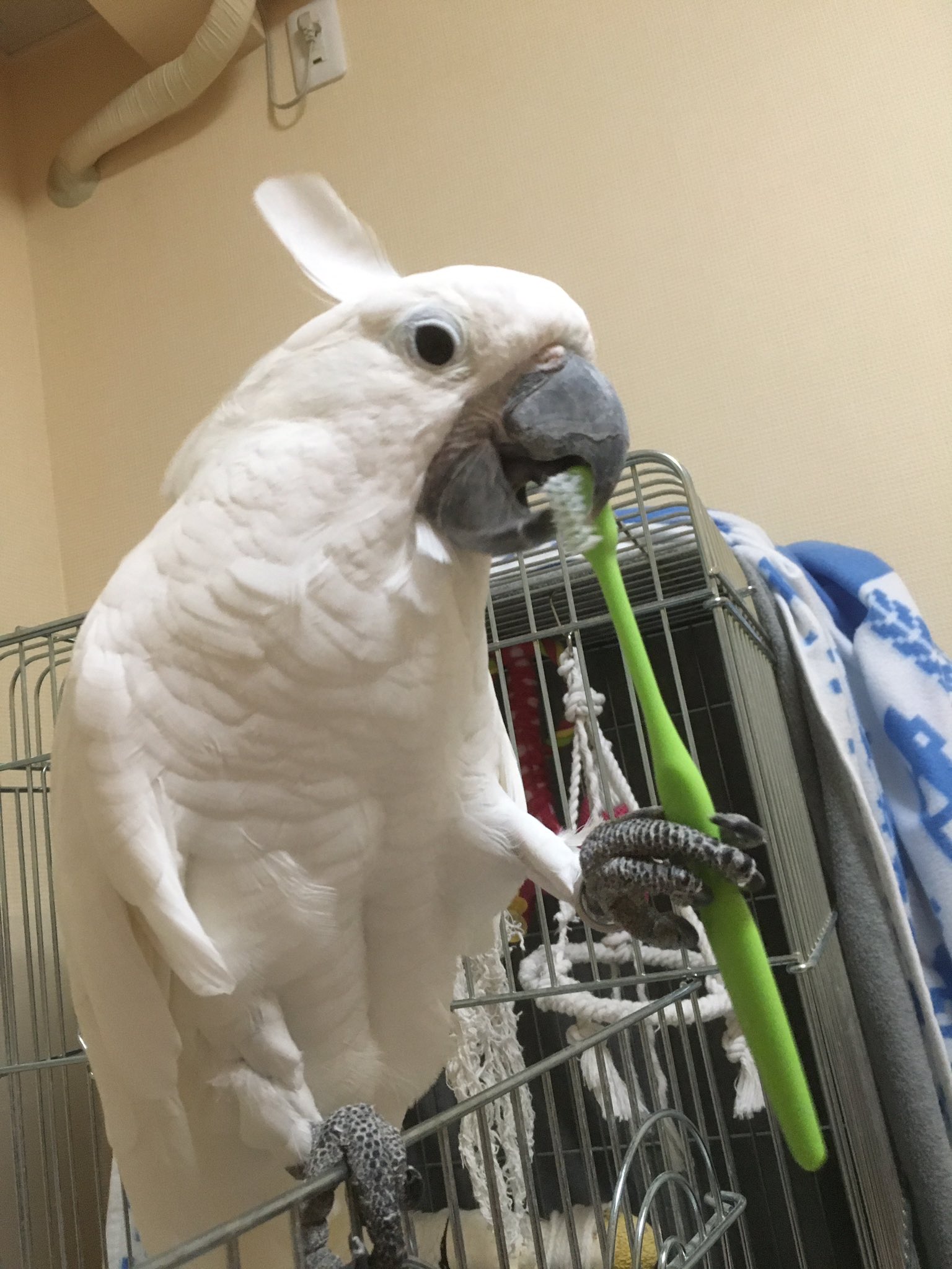 Minto 大型インコを飼っている方でアクリルケージを使用されている方おられませんか この度 防音対策で購入を考えています 結構な値段がするので どんな感じなのか感想を聞いてみたいので良ければ協力お願いしますm M 追記 ケージ915オウム 大型 Minto 大型インコを飼っている方でアクリルケージを使用されている方おられませんか この度 防音対策で購入を考えています 結構な値段がするので どんな感じなのか感想を聞いてみたいので良ければ協力お願いしますm M 追記 ケージ915オウム 大型