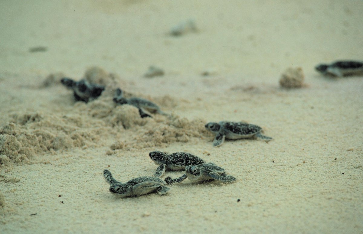 Discovery's tweet image. If these little sea turtles can make it to the weekend, so can you!