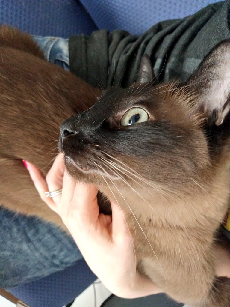 mel_tar's tweet image. #purrprogramming 👁️