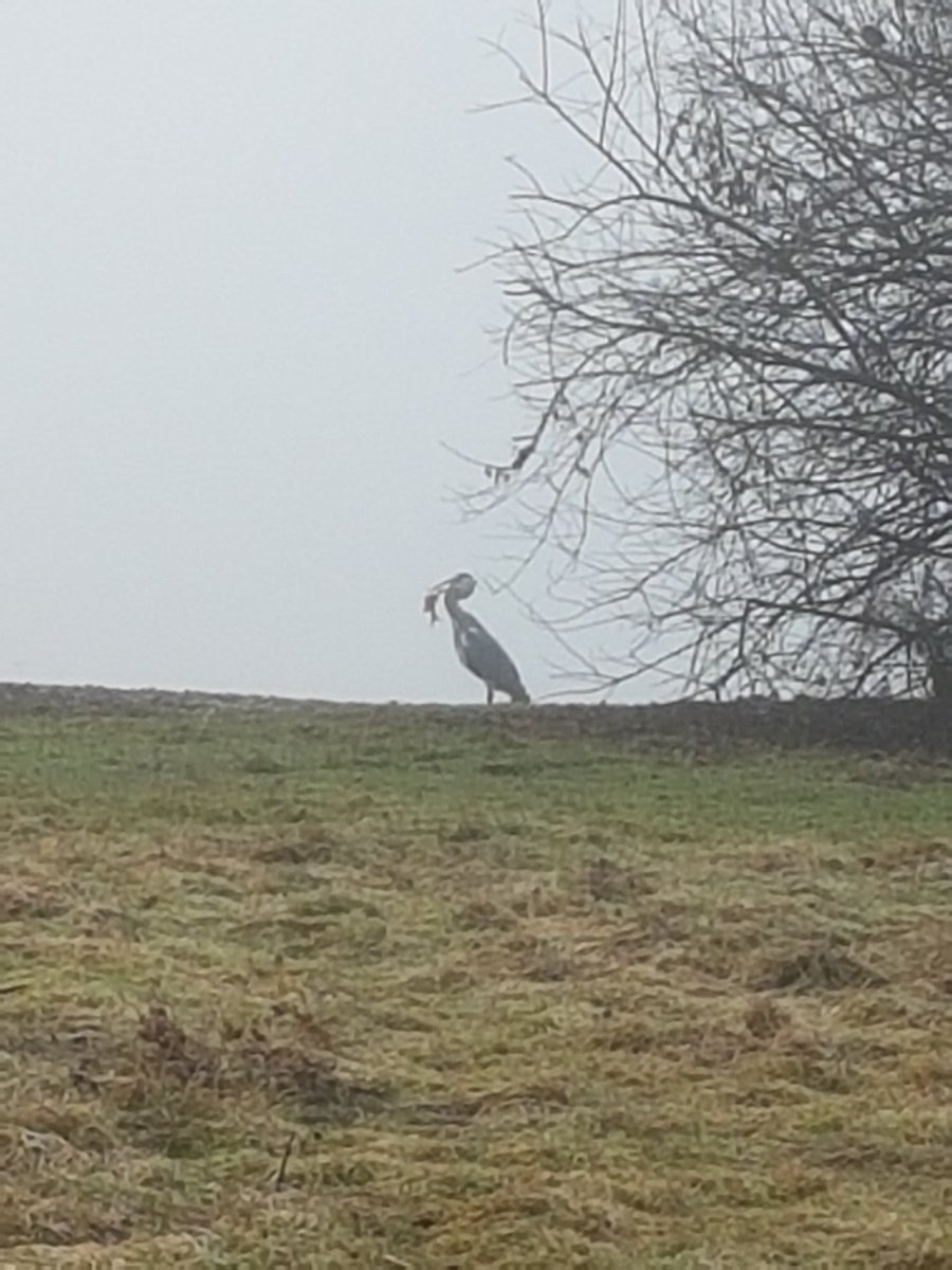 Bearded Carper (@beardedcarper) on Twitter photo 