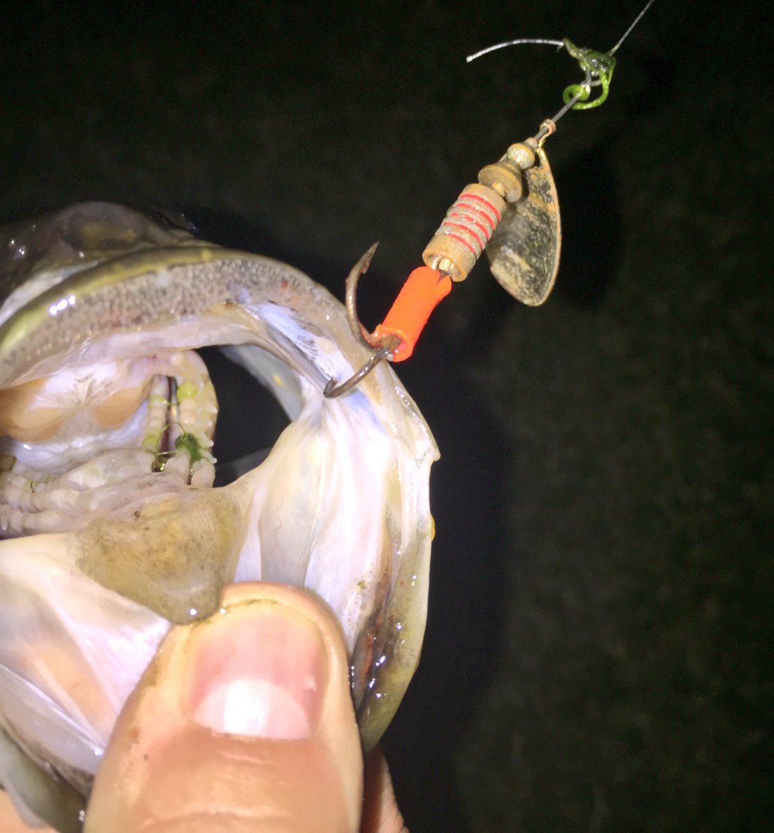 I didn't want to spam you last night but here are a few more #fish they snapped the old treble hook I was using! #fishing #bass #sunfish