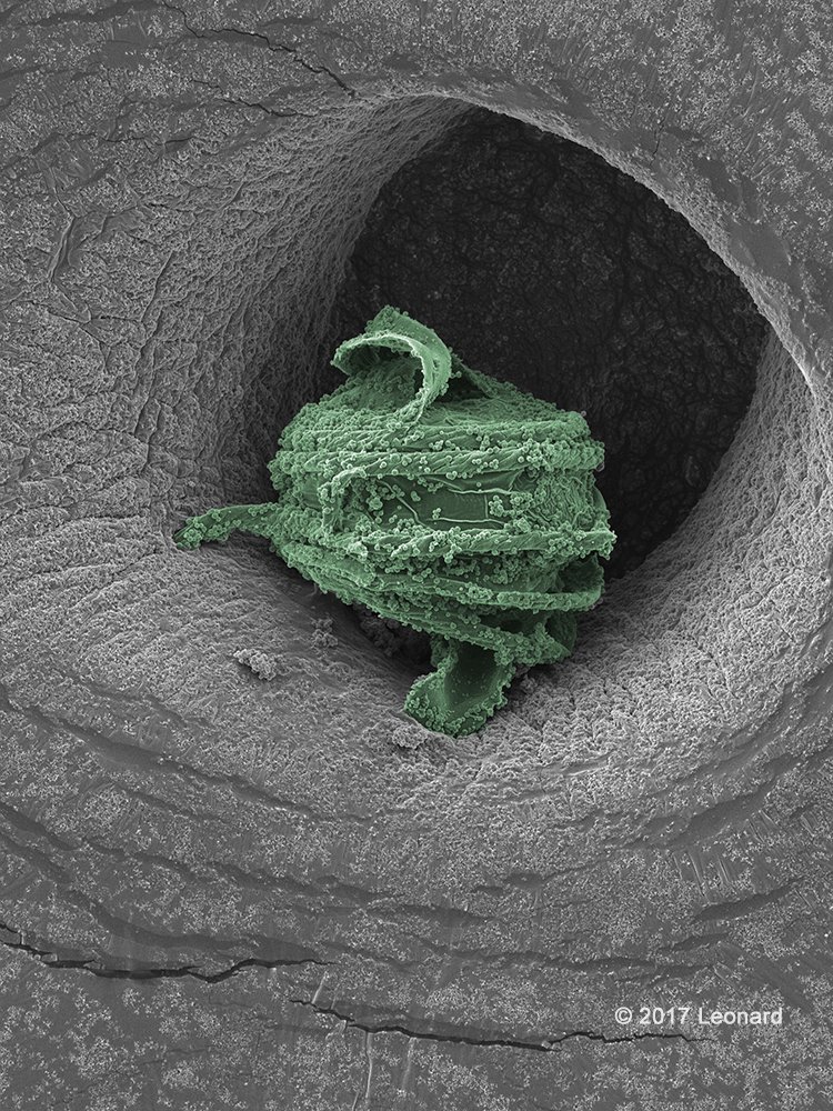 Andrew_Leonard's tweet photo. Posing Fungus #InnerSpace #ScienceFact #MicroLandscapes #InteriorDesign #InteriorDecor #APLMicroscopic #ScienceArt #BrooklynBotanicGarden https://t.co/XtrktfLn5Q