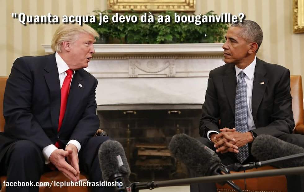 lefrasidiosho's tweet photo. Il mondo in ansia per le sorti delle piante di Michelle. #Inauguration #TrumpDay #CasaBianca https://t.co/AR5RWAdgZD