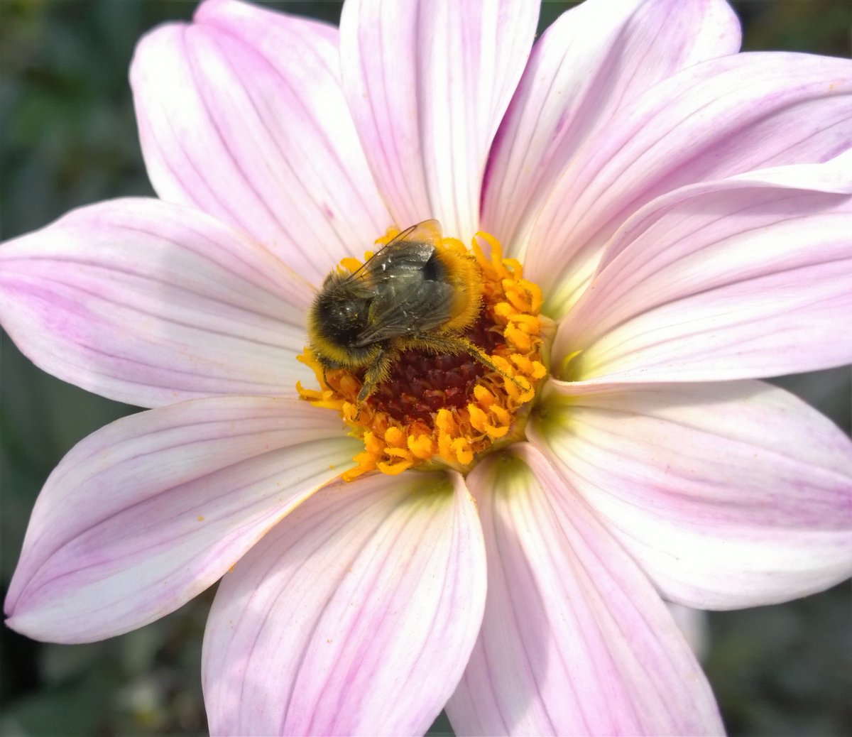 Blooms_For_Bees's tweet photo. In 2017, we're researching insect-friendly bedding alternatives. Take part in our trial of dahlias for bumblebees... https://t.co/2UwD3ezYpE https://t.co/uY2wouyeDR