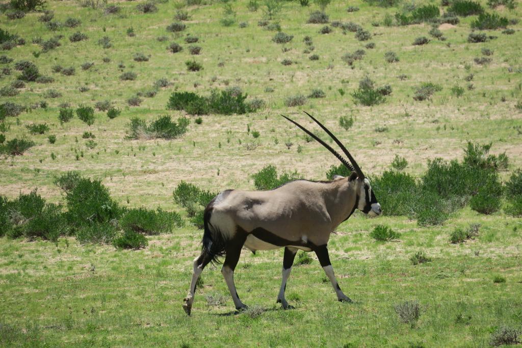 A3KitshoffBotha's tweet photo. @Kgalagadi is green after all the rain! @SANParks @ShotLeft #nature @GoToSouthAfrica @SouthAfrica https://t.co/ePsfN8tvdI