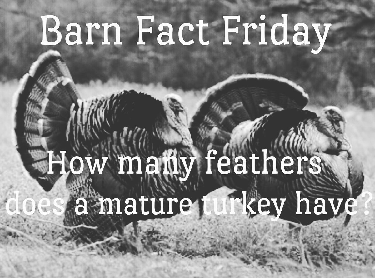 NorcoFFA's tweet photo. Did you know that mature turkeys have more than 3,500 feathers.
#ffa #californiaffa #norcoffa  #operationleadership #barnfactfriday https://t.co/SDNMyKZwBR