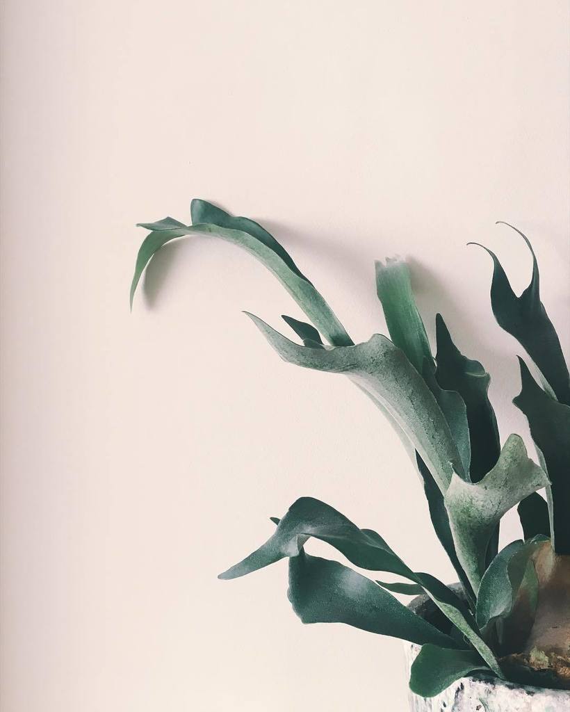 ConBotasdeAgua's tweet photo. Cuerno de arce, mira que eres bonito y agradecido... @sallyhambleton 
#cuernodearce #plants #greenterior #decorando… https://t.co/dLwi9WR7yQ