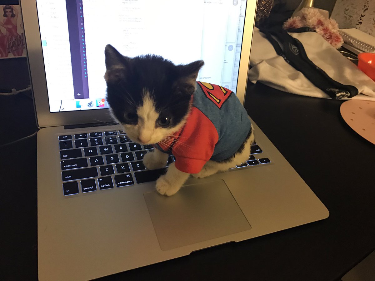 IAmLindsayJones's tweet photo. There's a kitten at the office! @ialexwhitman is a great person for saving him from the side of the road. https://t.co/QAaoKAOW11