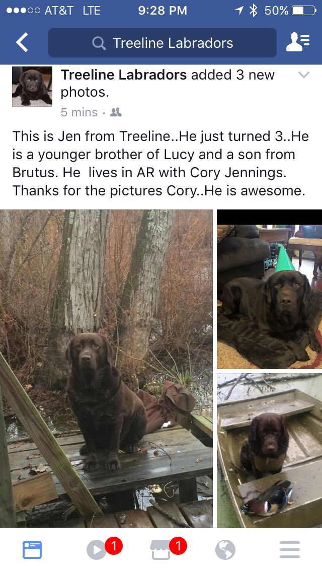 DOGGJenjus's tweet photo. This is the Facebook page of the  place I came from. They posted these pics of me. https://t.co/pZDviEqFdB