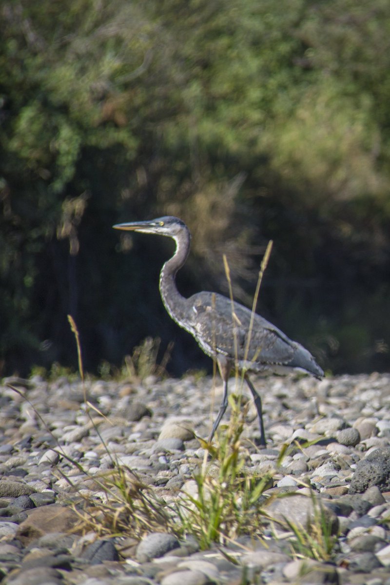 PortofKalama's tweet image. Port of Kalama: commerce and wildlife thrive here. #ResponsibleDevelopment #EnvironmentalStewardship #Kalama #EconomicDevelopment #PNW