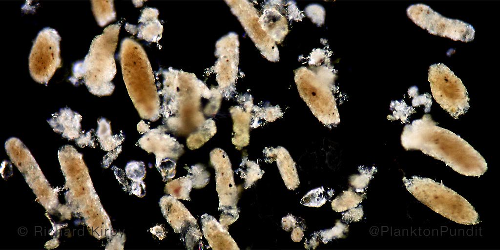 PlanktonPundit's tweet photo. #Plankton Poo. Globally important, useful, sinking shit. Did anything important and useful go down at Davos? https://t.co/AgVKKRPBkq