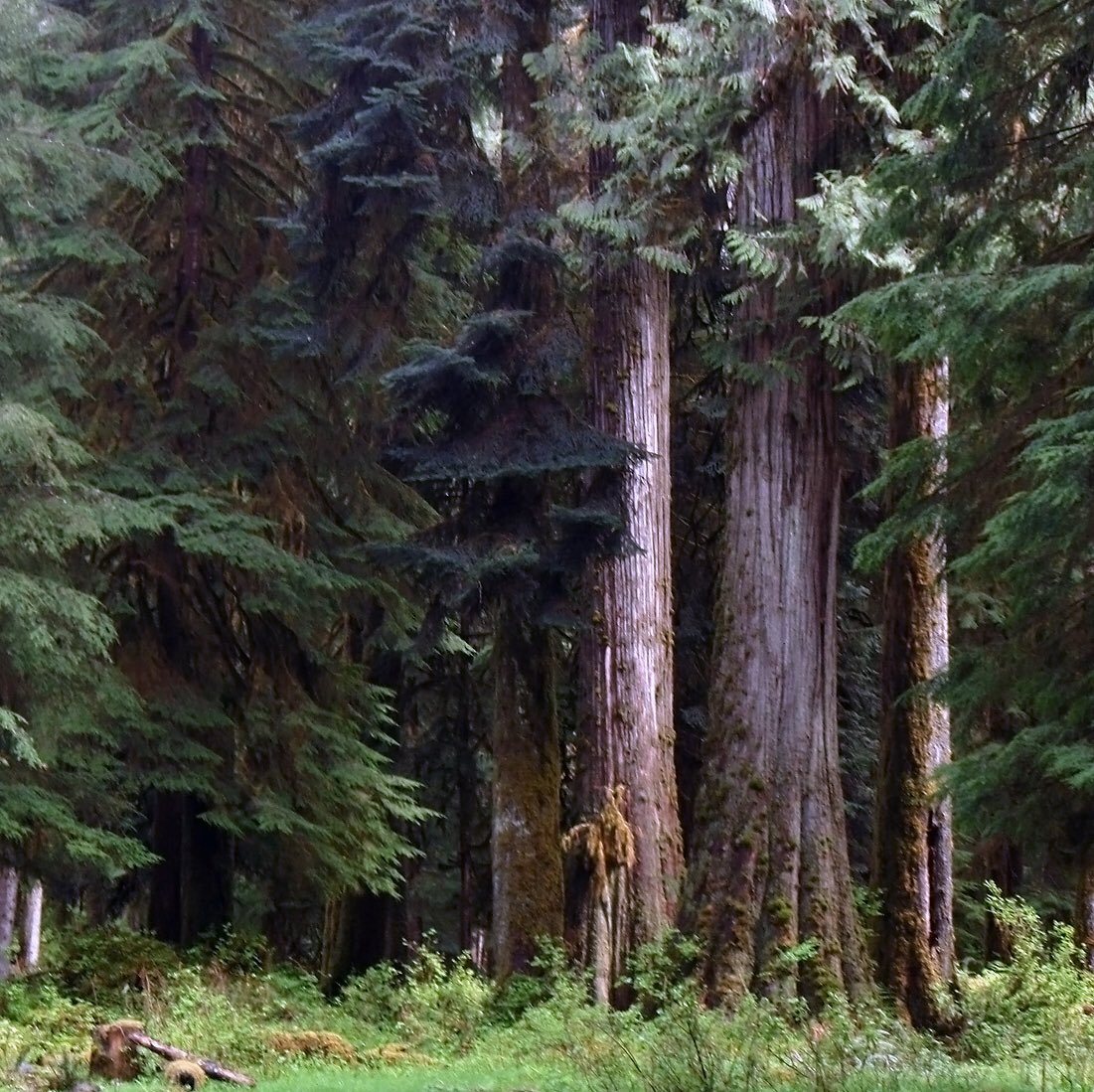 Tall evergreen trees