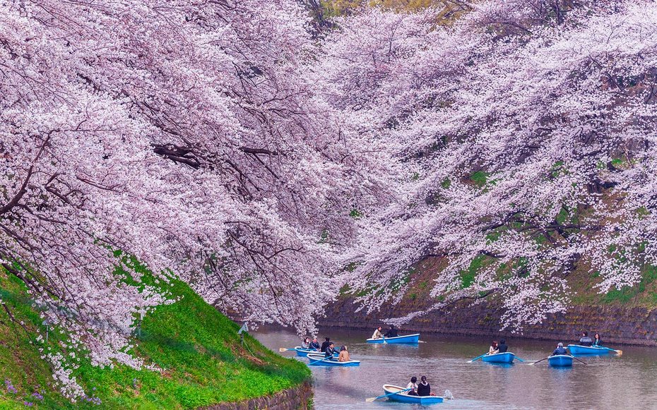 Visit_Japan's tweet image. The Japan Meteorological Corporation has released its first national cherry blossom forecast! via @TravelLeisure ow.ly/Nuue308cocR