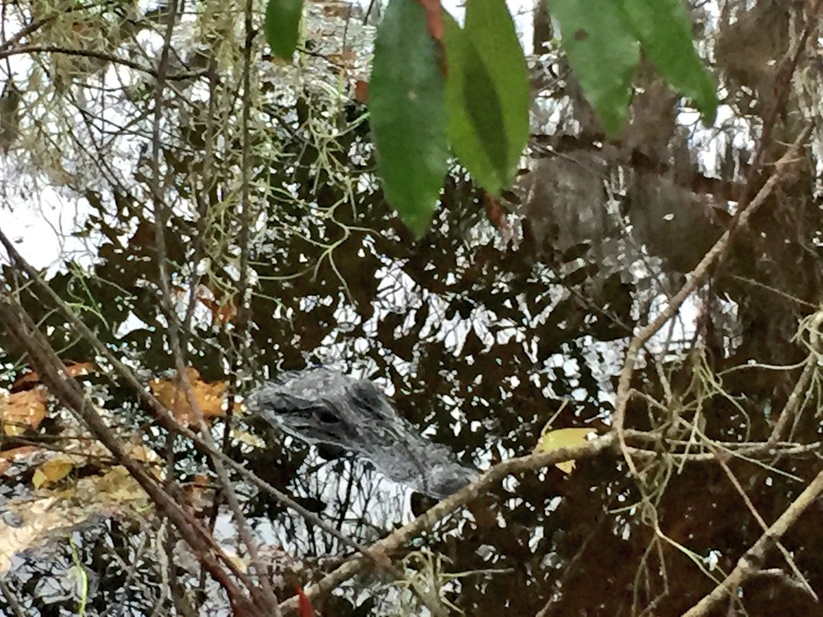 TotallyTrailer's tweet photo. Can you spot our new little friend? He was about 6 feet from us!#alligator #gators #wildlife #swamp #louisiana #bayousegnette #nationalpark https://t.co/3tOfe6slTh