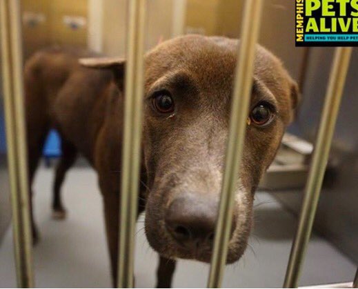 reddogsusie's tweet photo. #TN #MEMPHIS #SOS
🆘🆘CRITICAL Sad sweet 1yo Female hopes for a hero,faces death at MAS! Pls #adopt #Rescue #pledge
https://t.co/c4nRc7BIrn https://t.co/FyT7BI1CWw