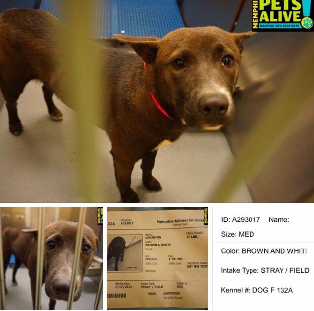 reddogsusie's tweet photo. #TN #MEMPHIS #SOS
🆘🆘CRITICAL Sad sweet 1yo Female hopes for a hero,faces death at MAS! Pls #adopt #Rescue #pledge
https://t.co/c4nRc7BIrn https://t.co/FyT7BI1CWw
