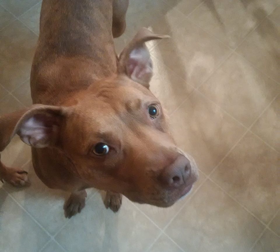 @NostalgicCanine PERFECT! My sweet Charlotte falls right in the middle, at 50! :)