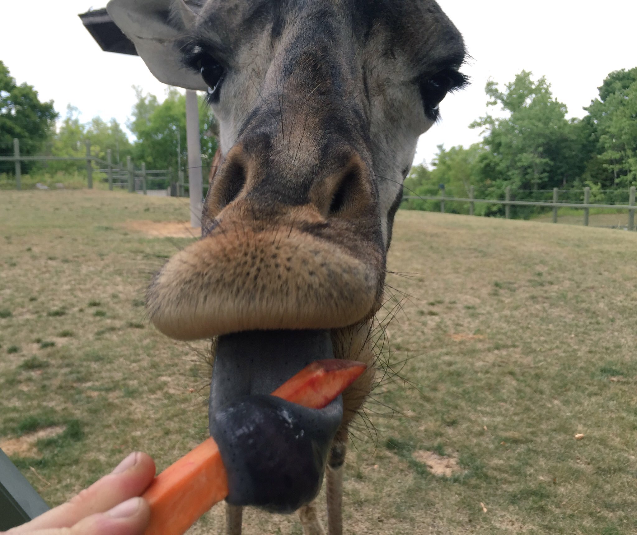What Do Giraffes Eat