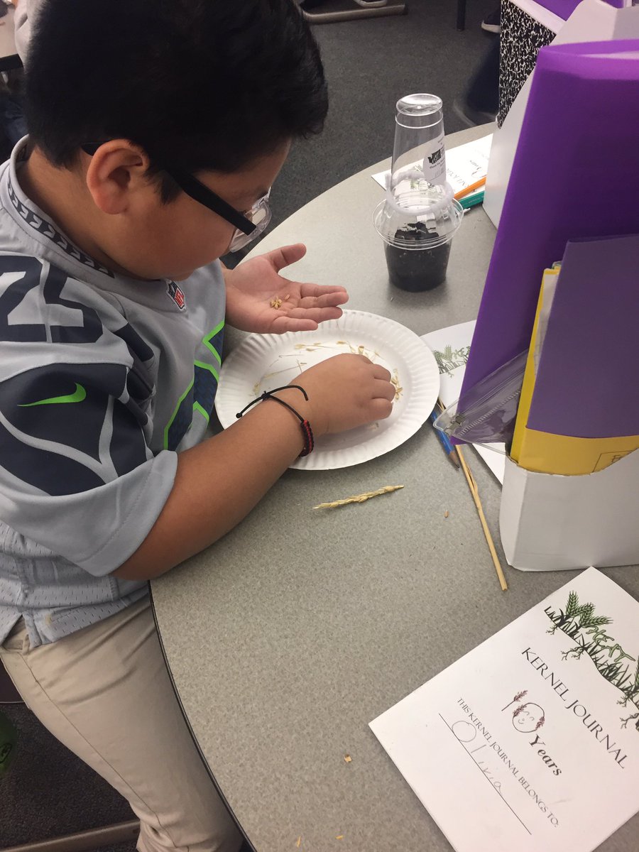 room264's tweet photo. Wrapping up Wheat Week! The students loved threshing their own wheat and sampling the kernels 🌾 https://t.co/z0bPoTykpK