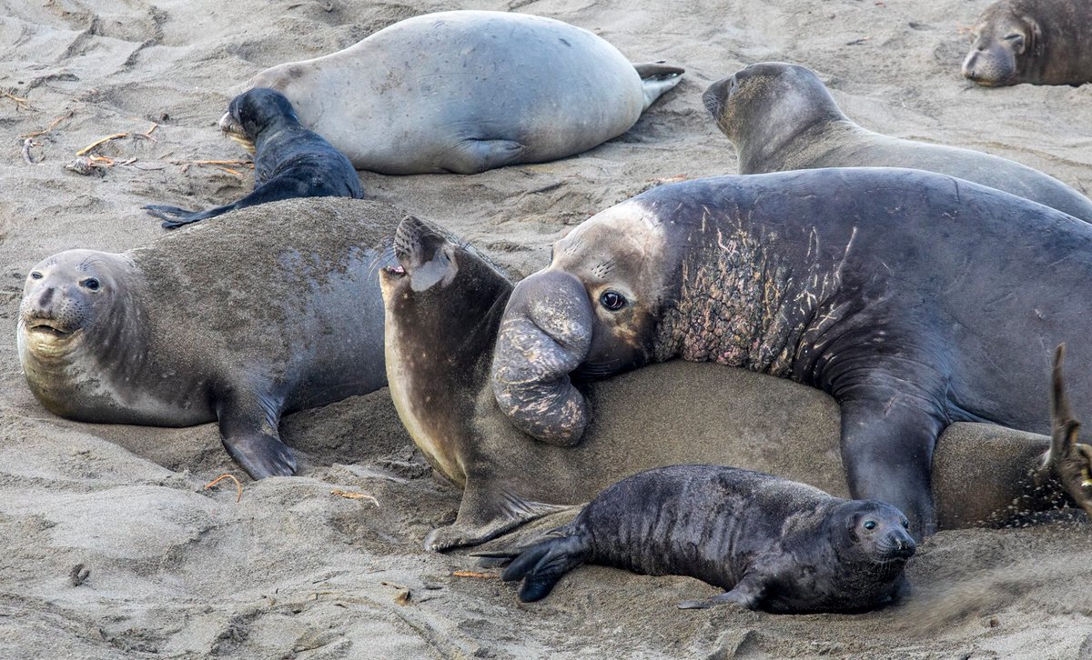 Bureau of Land Management California tweet media