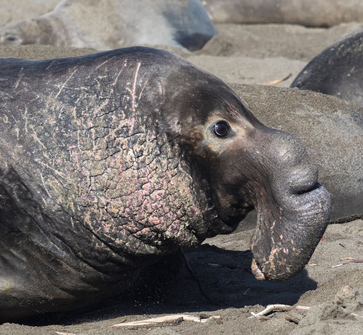 Bureau of Land Management California tweet media