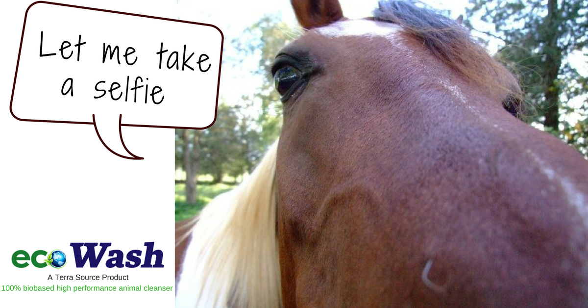 MyTerraSource's tweet photo. Organic, Bio-Based, Non-Toxic Equine Wash - TRY IT NOW and get 10% OFF using promotional code LOVE2017 https://t.co/G2HLE9VZ2i #ecoWash https://t.co/DVyInFDyf1