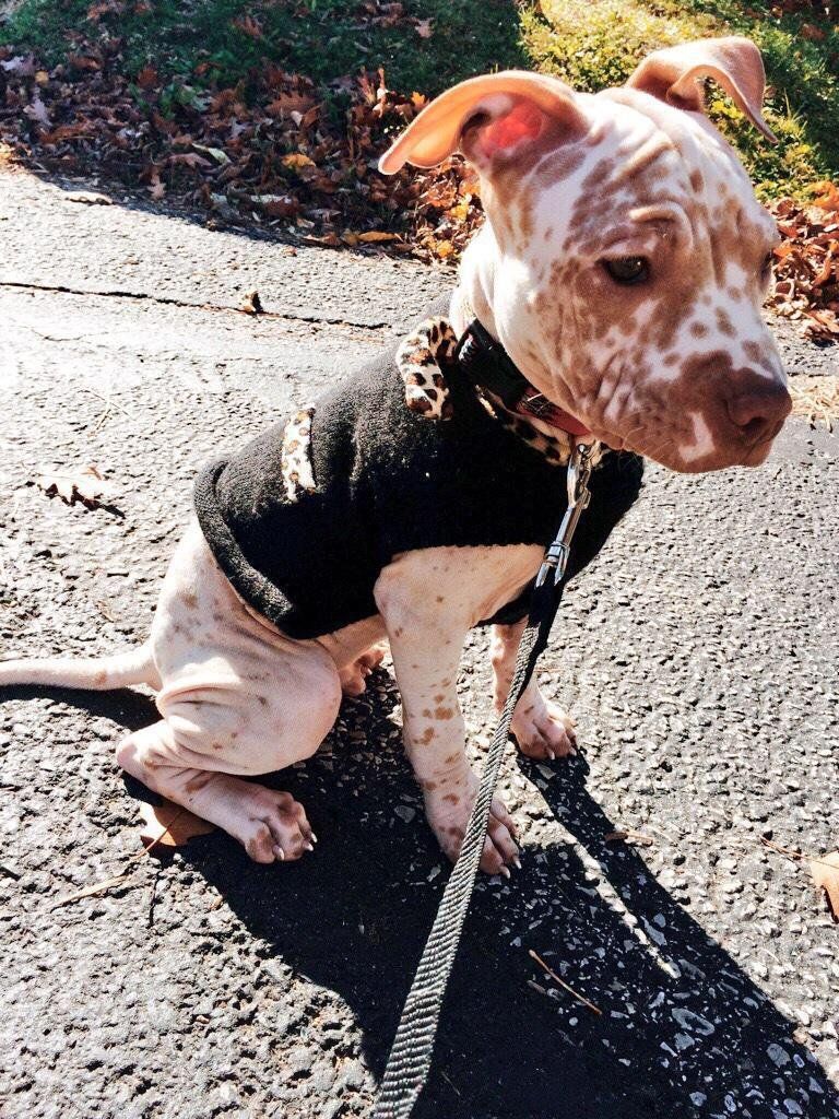 DailyiDogs's tweet photo. Meet lil Tyson, the hairless pit 😍 https://t.co/F0ZXqC3MlO