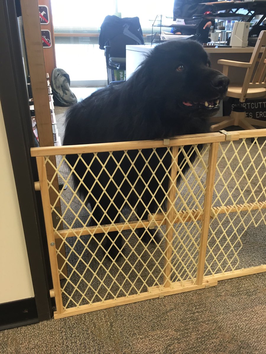 JeffcoOpenSpace's tweet photo. Bear spotted begging for treats in the JCOS office today #officewildlife #dogsofjcos https://t.co/LVIL2AdFmo