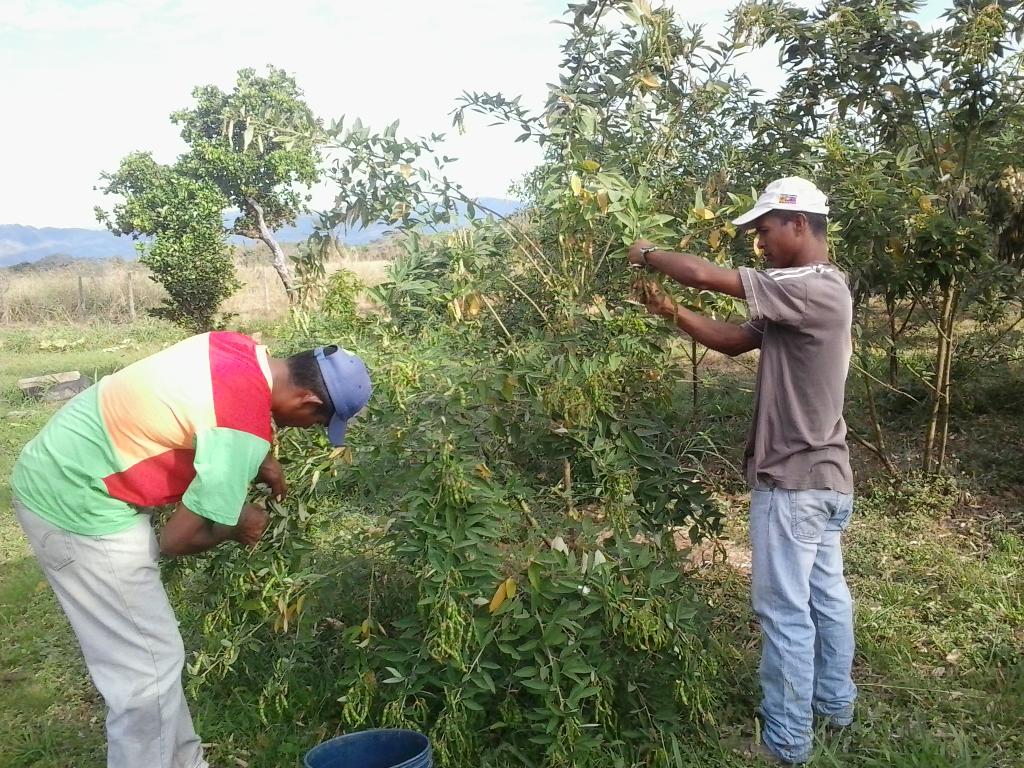GAraure's tweet photo. Cosechando aji dulce y quinchoncho para el sustento de los abuel@s del CSSR JAP.@magallyvina @inass_araure @salainas https://t.co/4peUNA2zMI